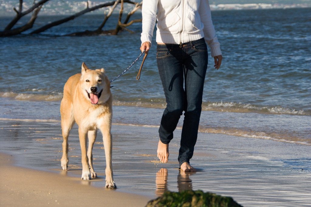 dog-walking-on-beach