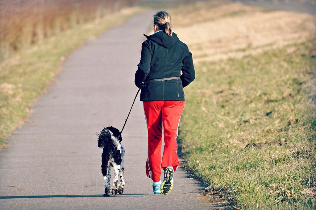 dog-walking-on-the-leash