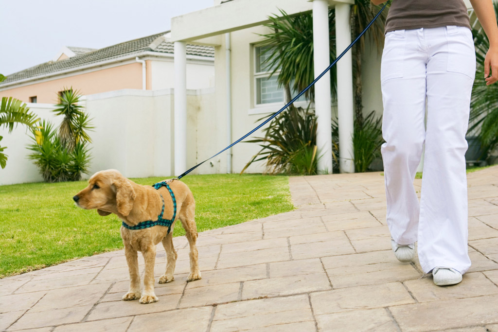 dog-walking-outside-house