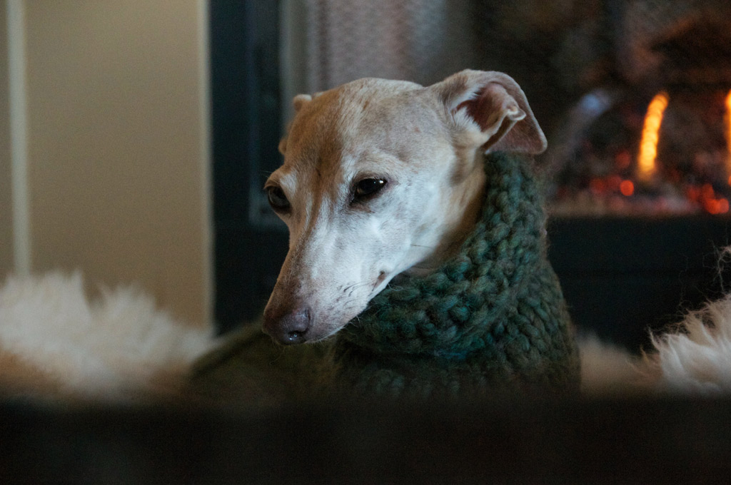 dog-warm-next-to-fireplace