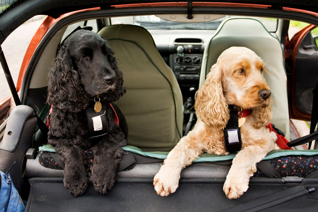 dogs-car-travel