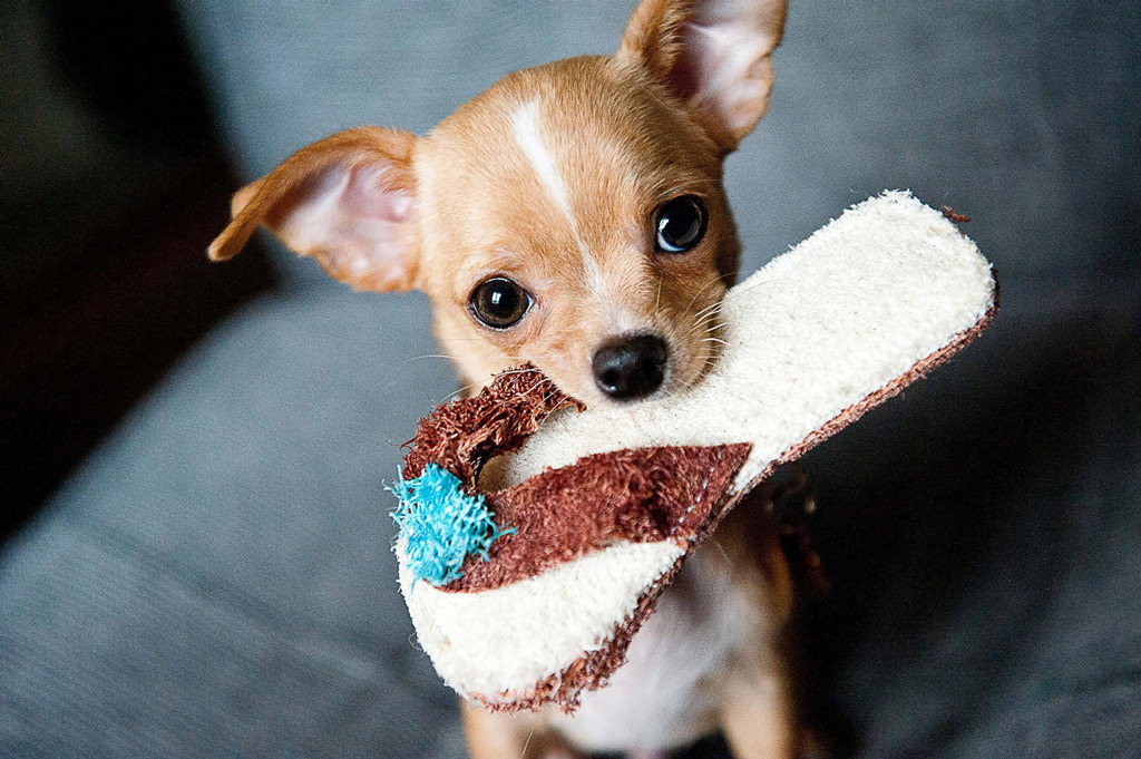dogs-facts-chewing-slipper