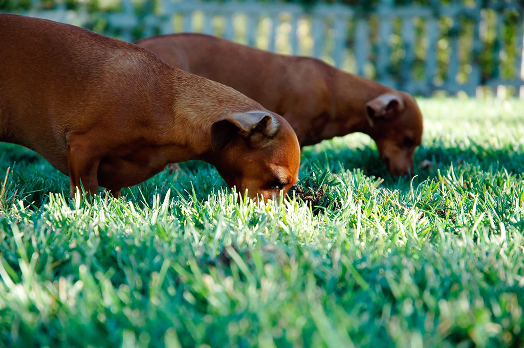 dogs-facts-eating-grass