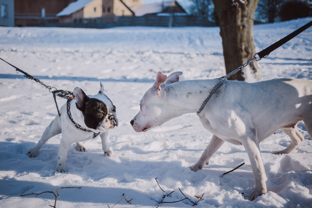 dogs-interacting-in-park-with-snow