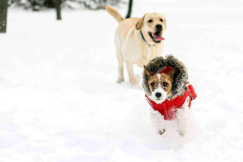 dogs-playing-in-snow