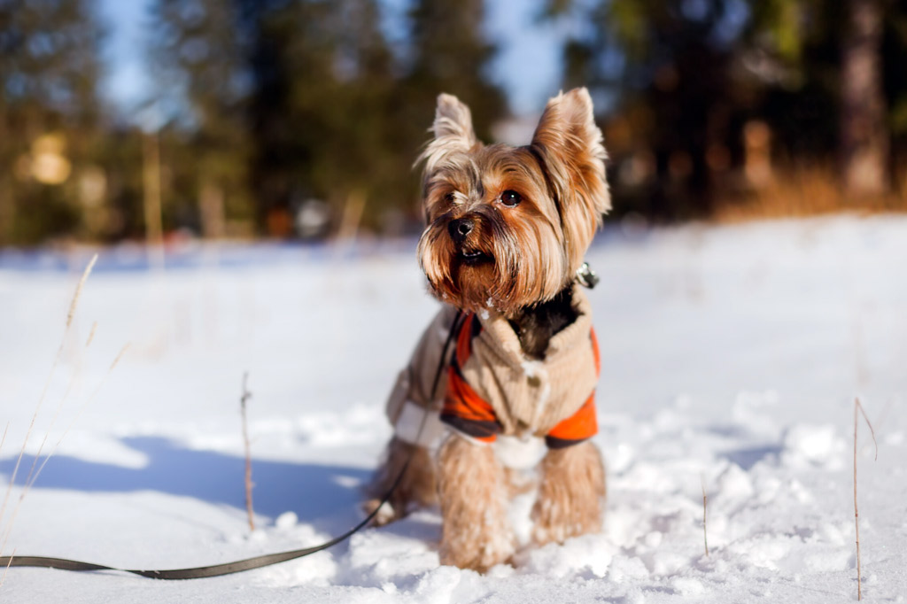 dogs-who-need-sweaters