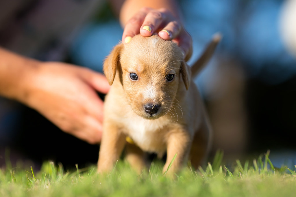 first-time-dog-owner