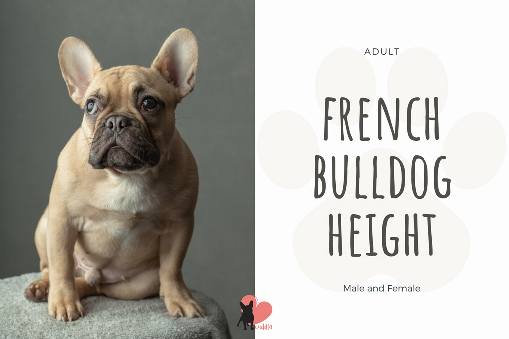 French Bulldog Growth Stages Size And Weight Chart