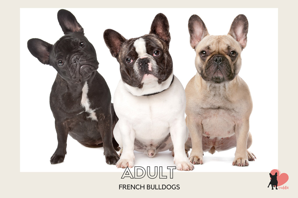 View French Bulldog Weight Chart Kg Photos Pets House