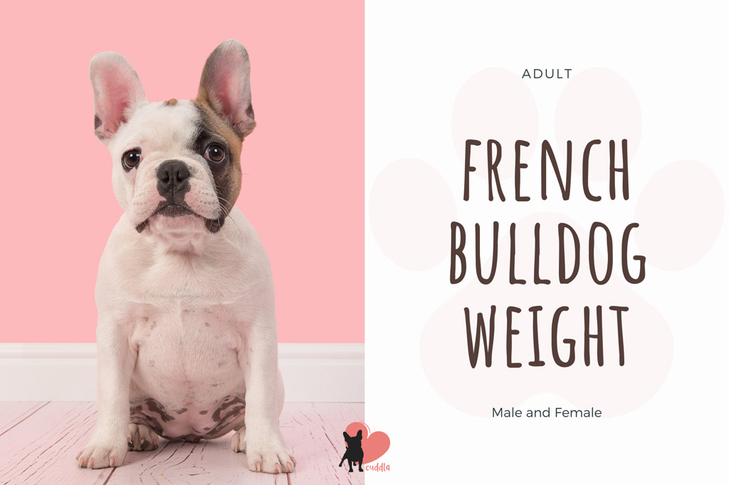 French bulldog weight chart