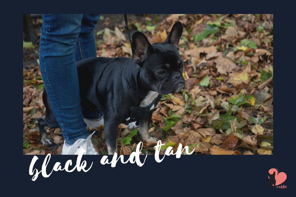 french-bulldog-black-and-tan