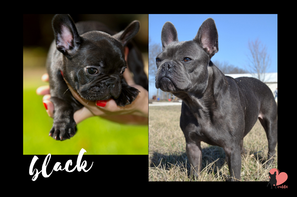 french-bulldog-black