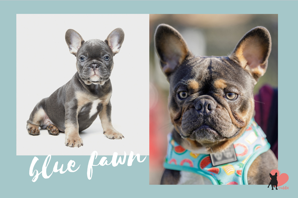 14 Rare & Standard French Bulldog Colours Explained [With Pictures]