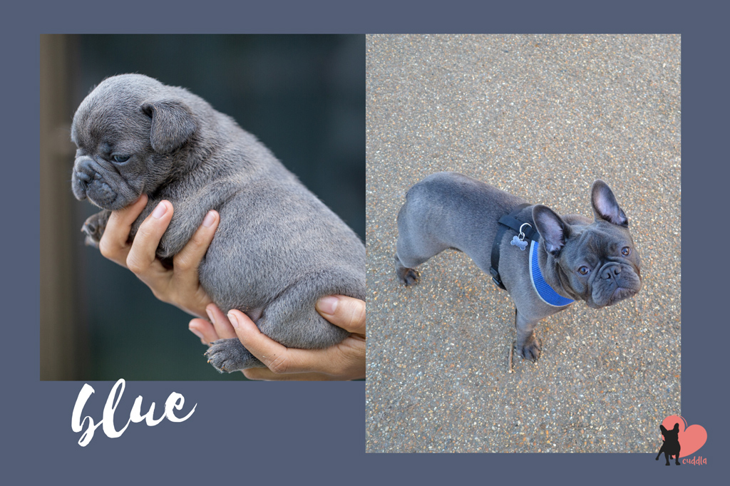 french-bulldog-blue