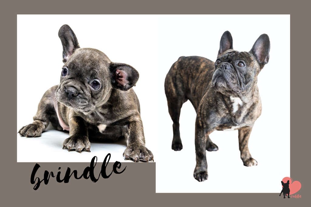 french-bulldog-brindle