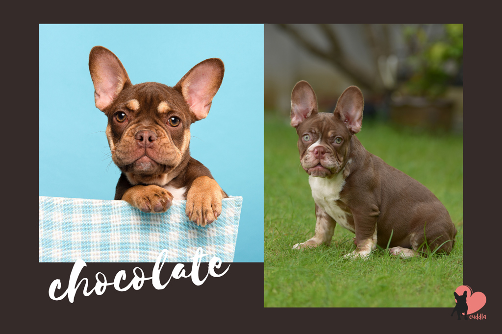 french-bulldog-chocolate