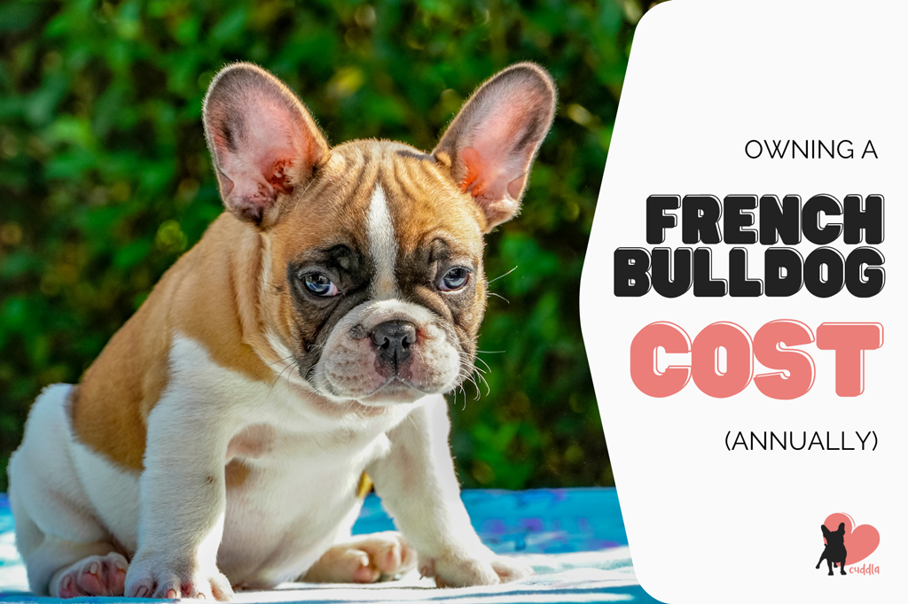 french-bulldog-cost-of-ownership-annually