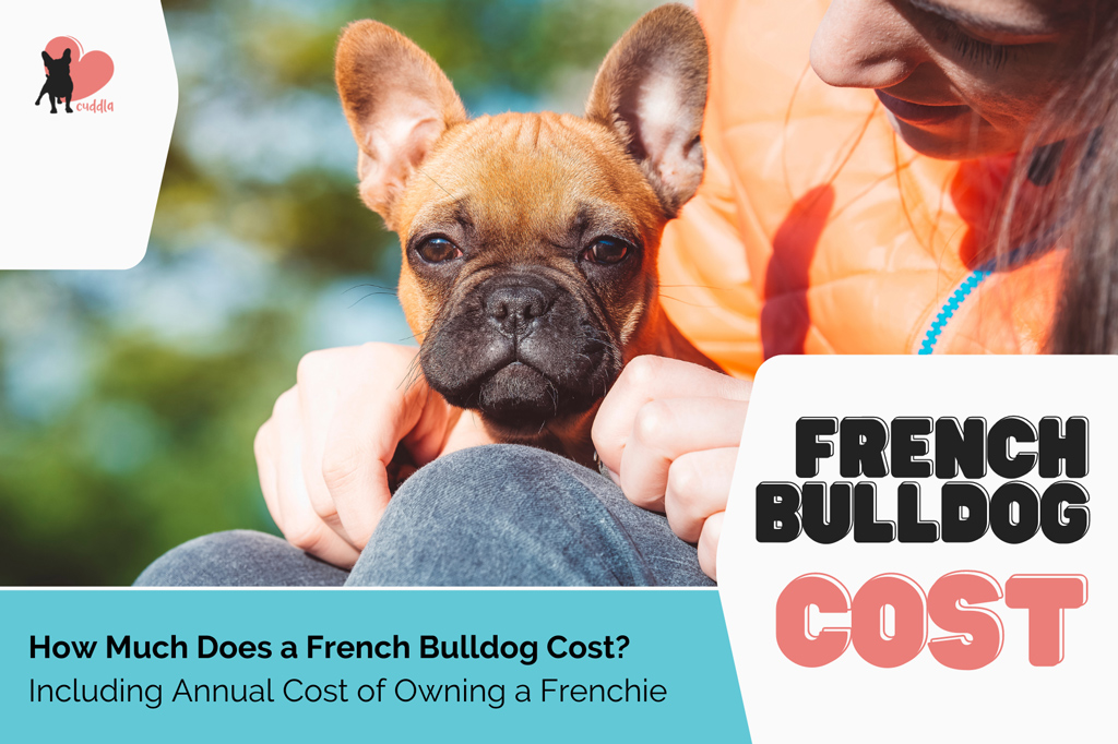 french-bulldog-cost