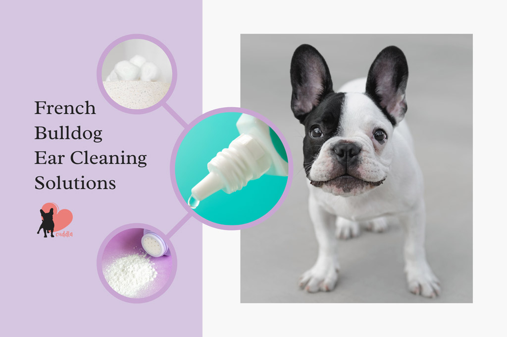 french-bulldog-ear-cleaner