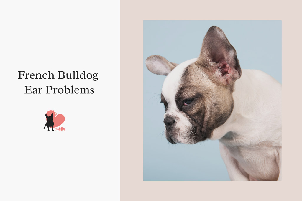 french-bulldog-ear-problems