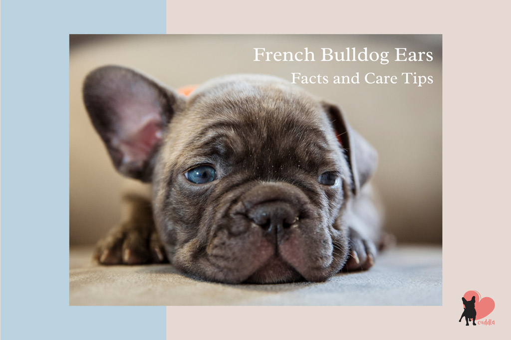 french-bulldog-ears