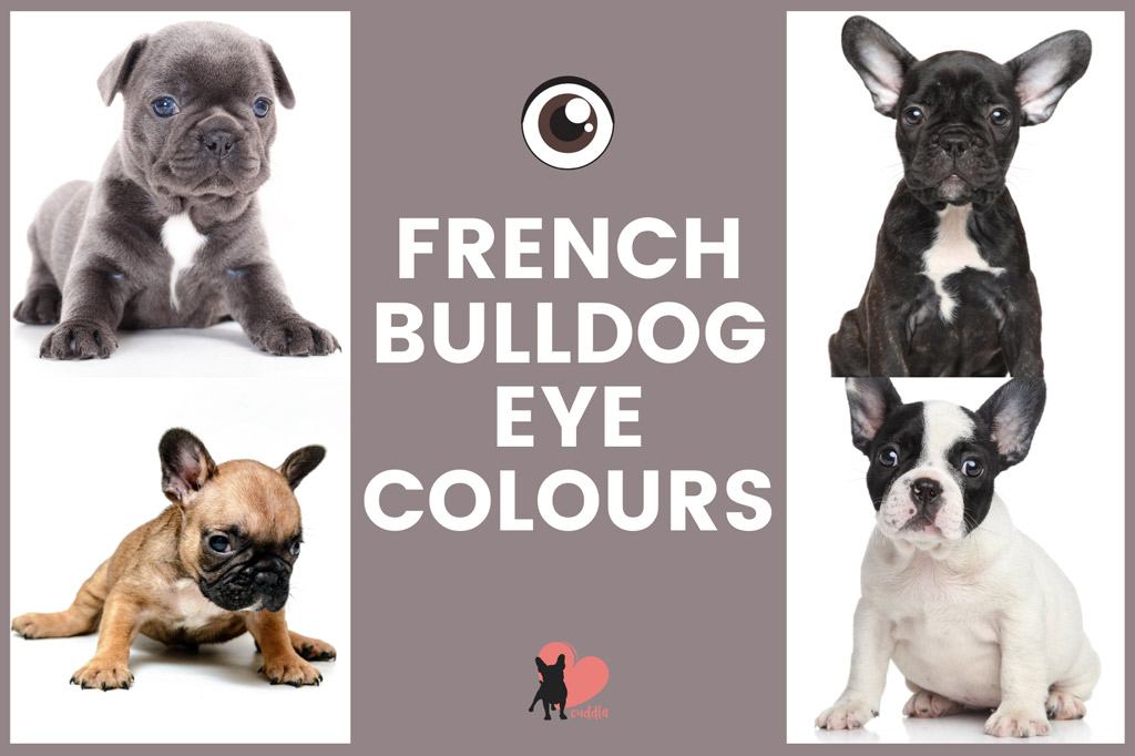 french-bulldog-eye-colours