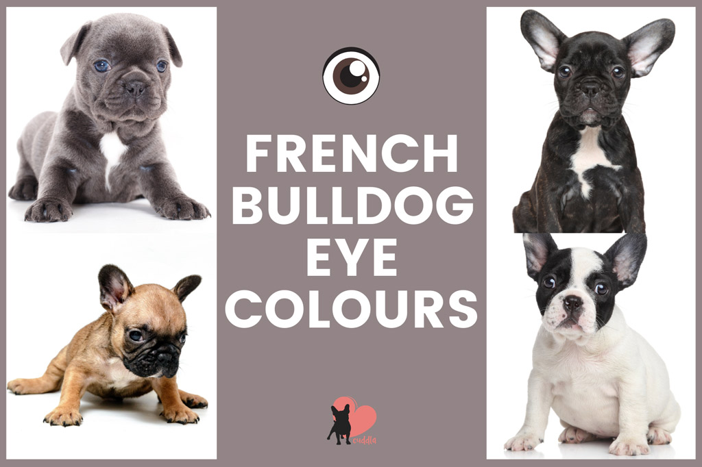 do french bulldogs have bad eyesight