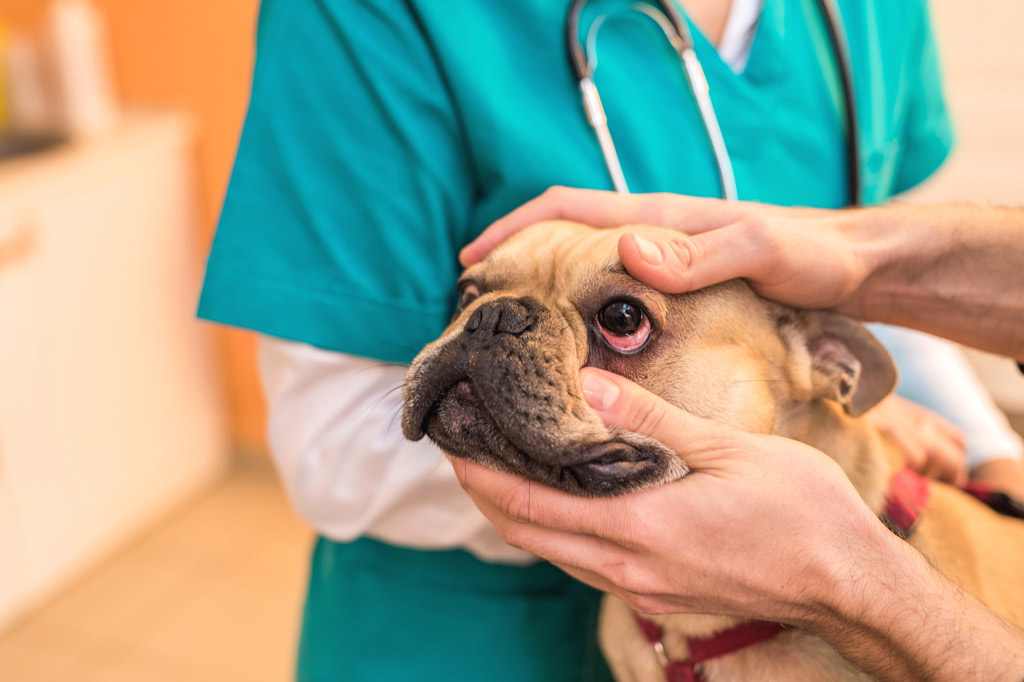 french-bulldog-eye-examination