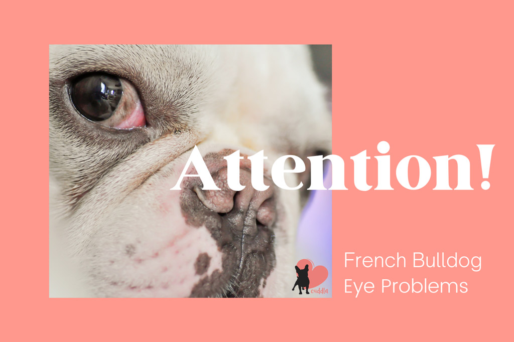 french-bulldog-eye-problems-and-treatments