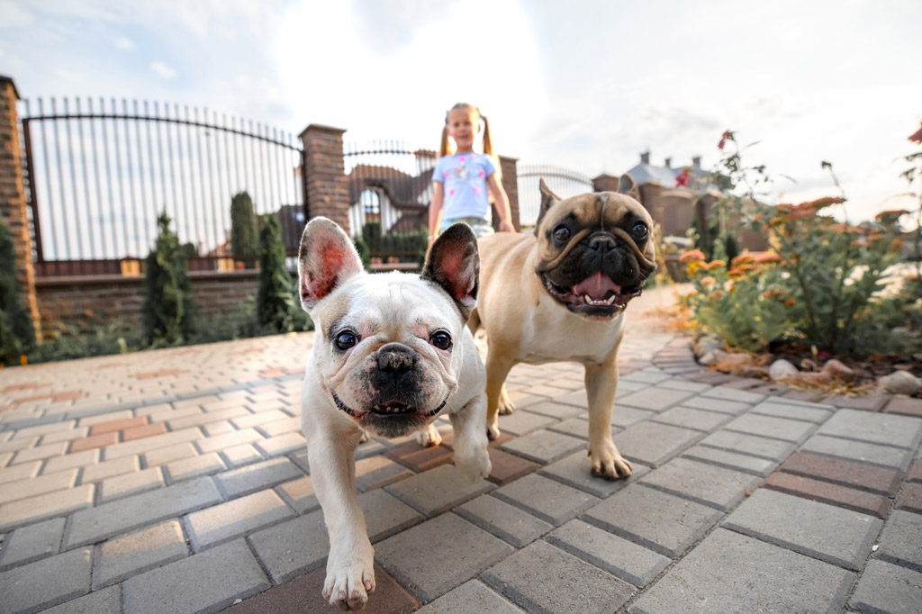 french-bulldog-eye-problems-prevention-tips