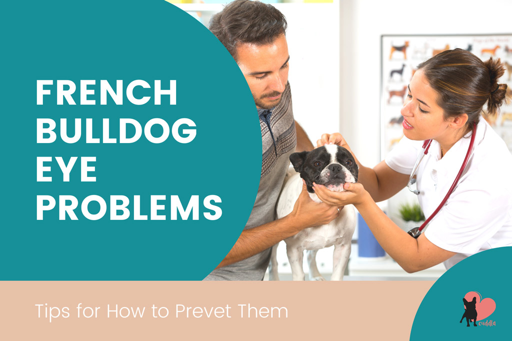 french-bulldog-eye-problems-prevention