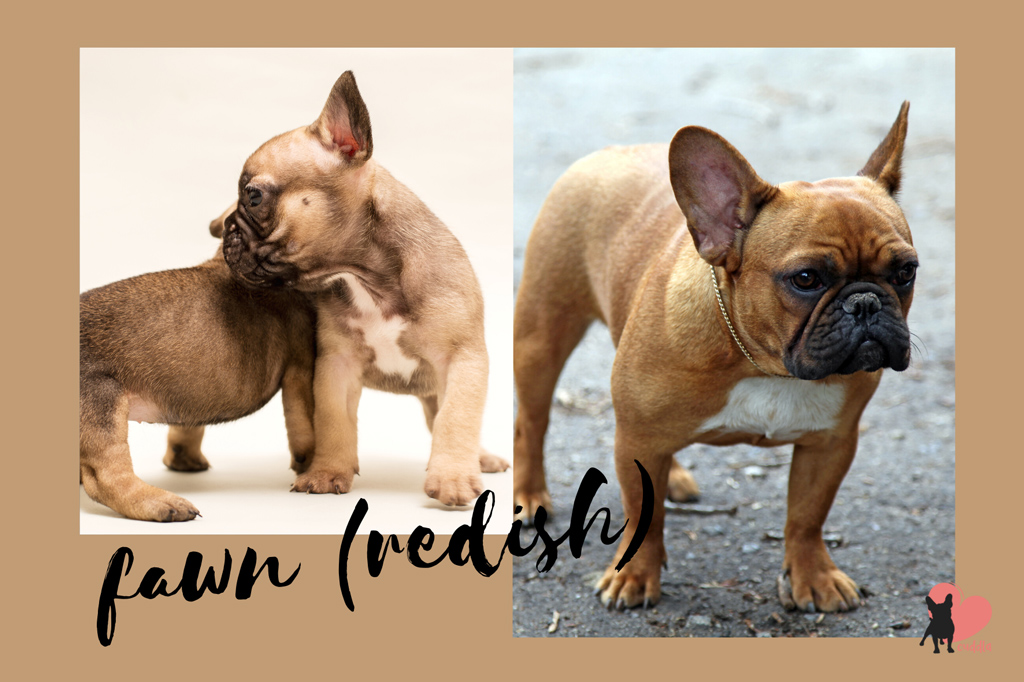 14 Rare & Standard French Bulldog Colours Explained [With Pictures]