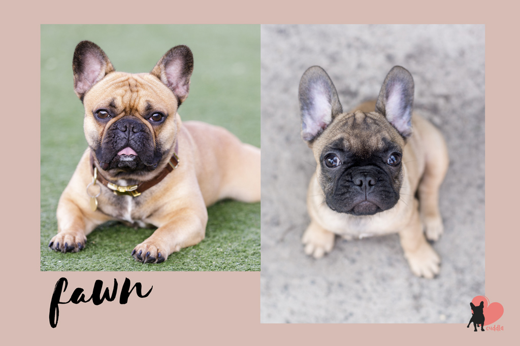 french-bulldog-fawn-with-mask