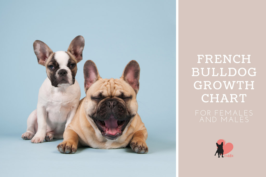 Interactive French Bulldog Growth Chart