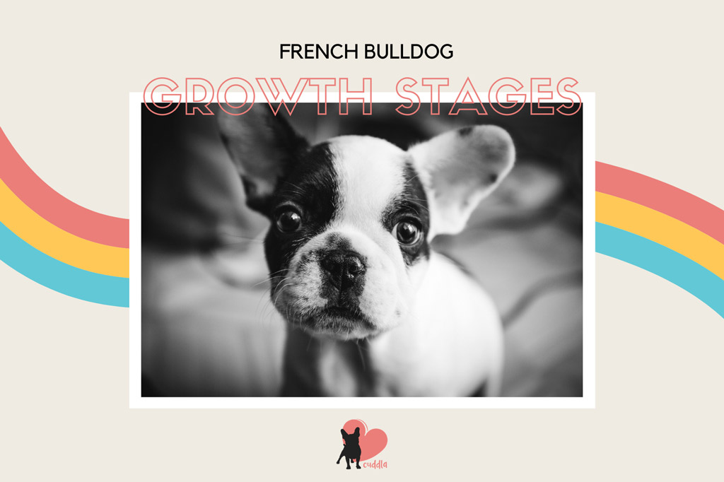 french-bulldog-growth-stages