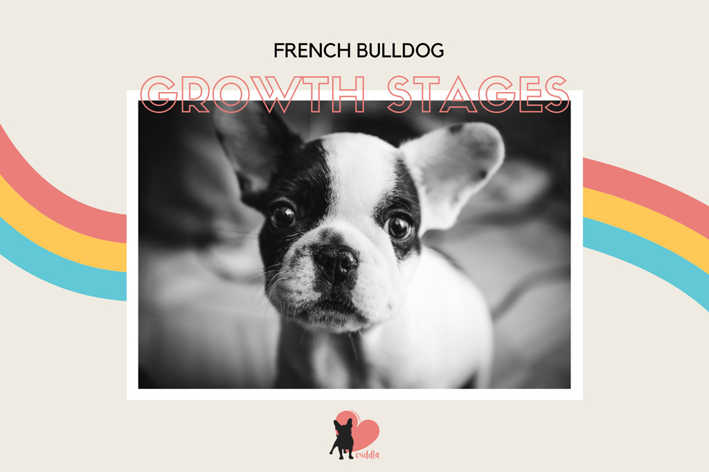 French Bulldog Growth Stages Size and Weight Chart