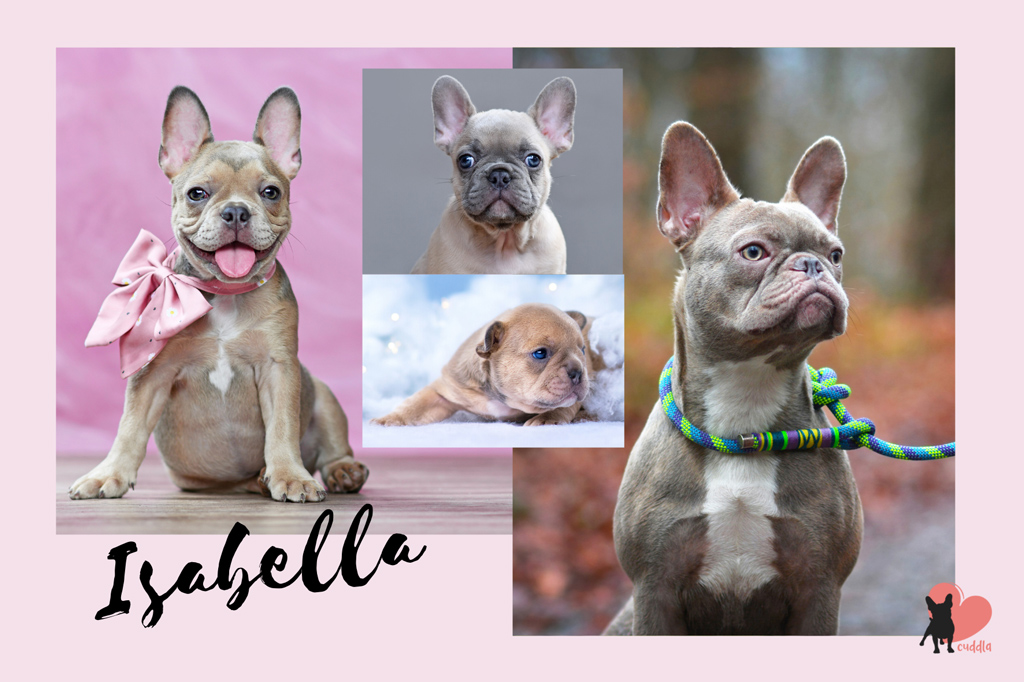 french-bulldog-isabella