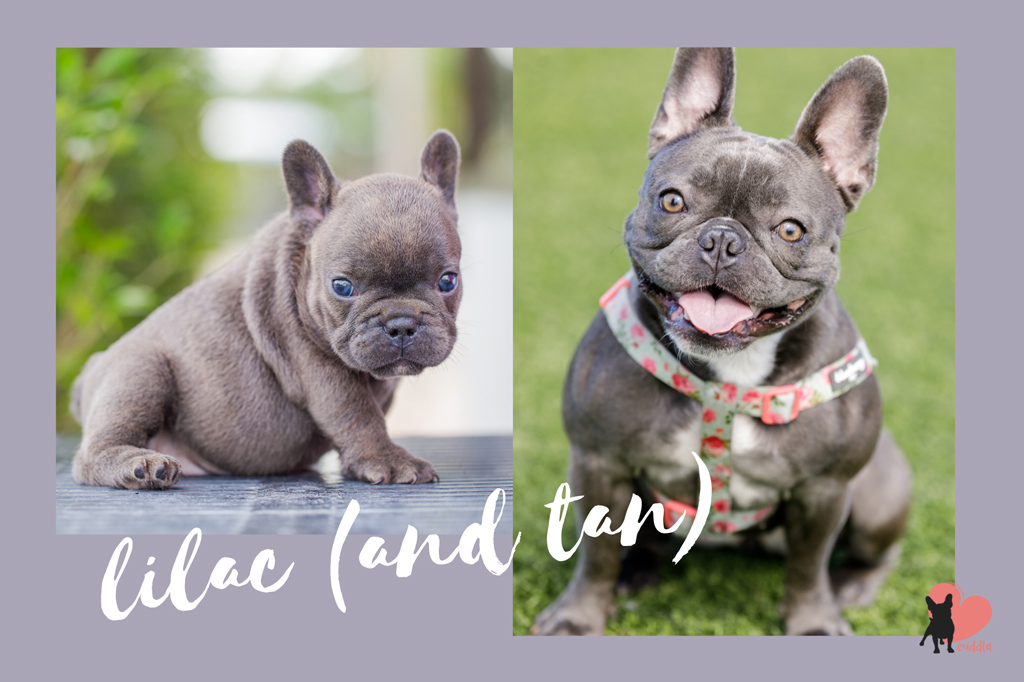 french-bulldog-lilac-and-tan