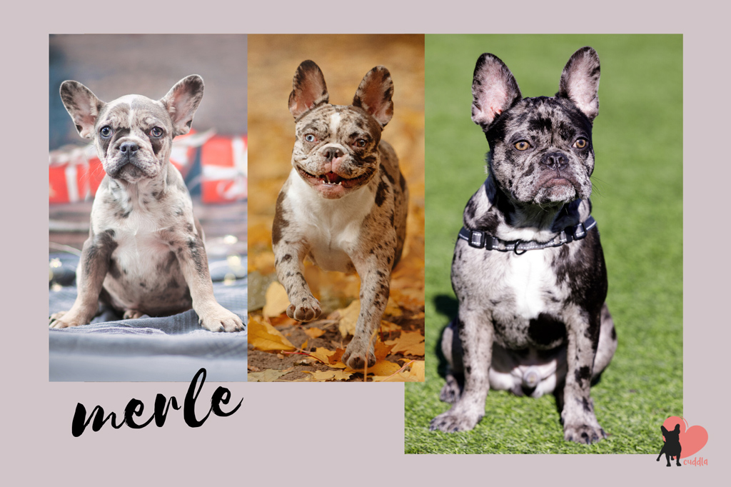 french-bulldog-merle