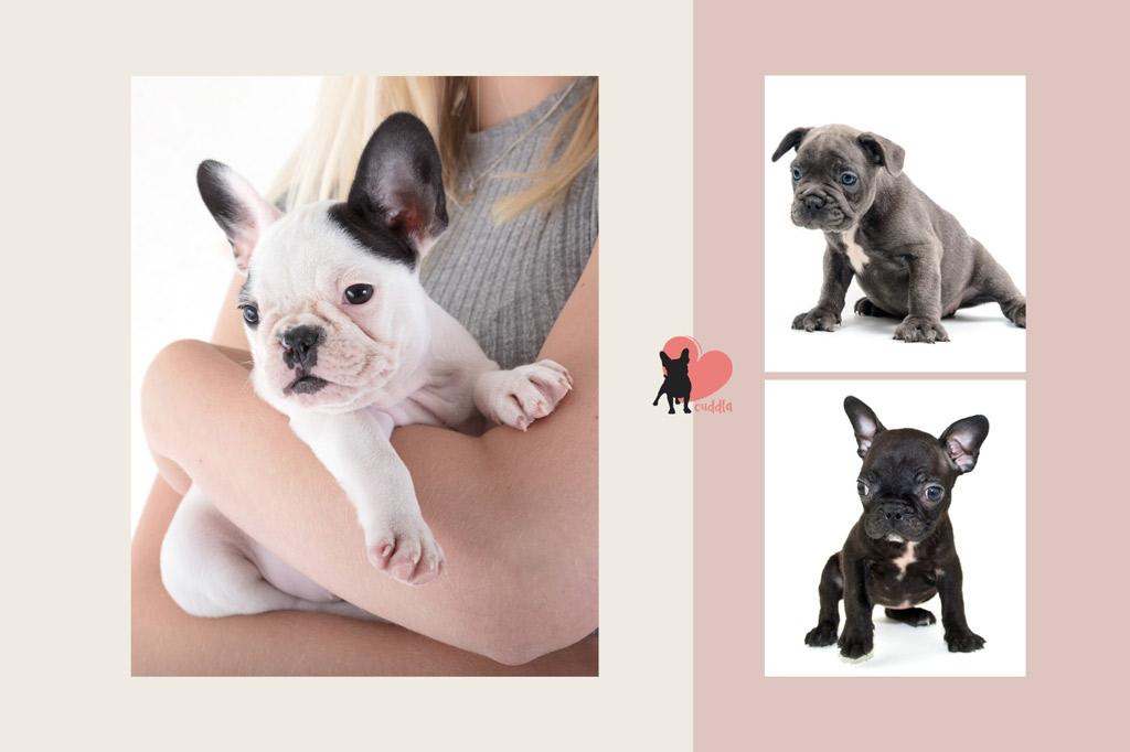 French Bulldog Growth Stages Size and Weight Chart