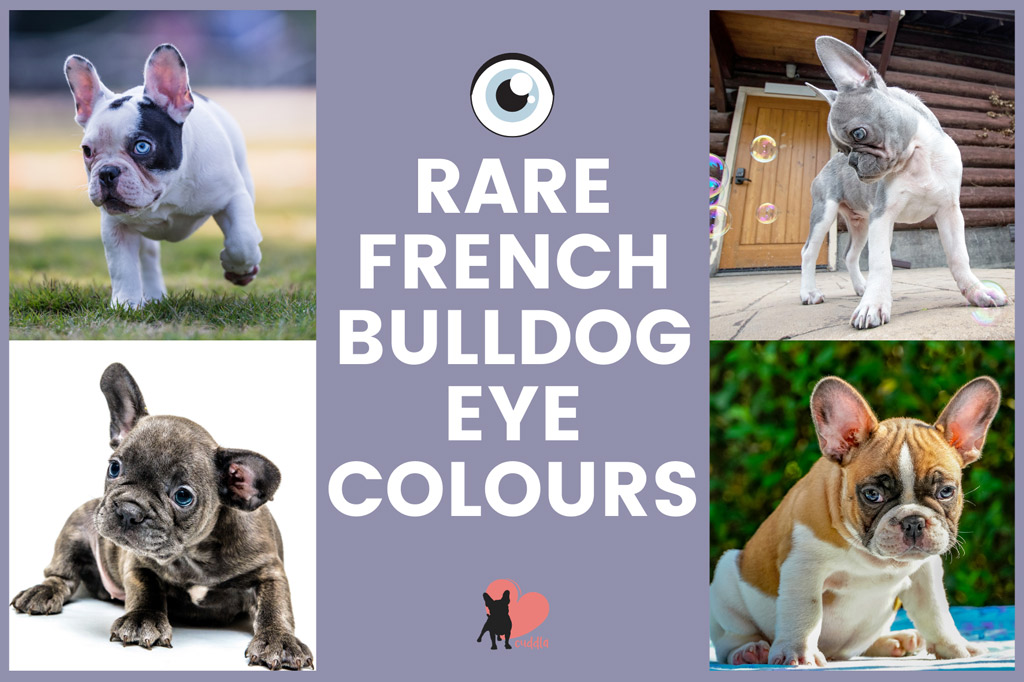 french-bulldog-rare-eye-colours