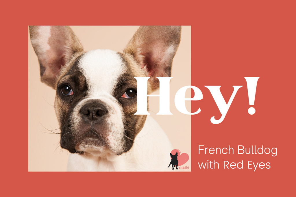 french-bulldog-red-eyes