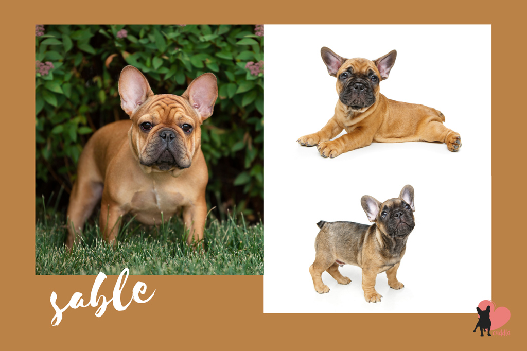 french-bulldog-sable-or-liver