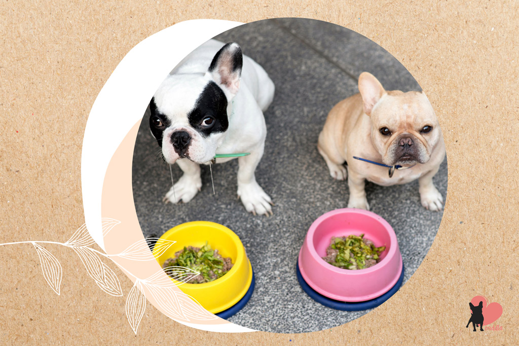 french-bulldog-shedding-reduction-balanced-diet