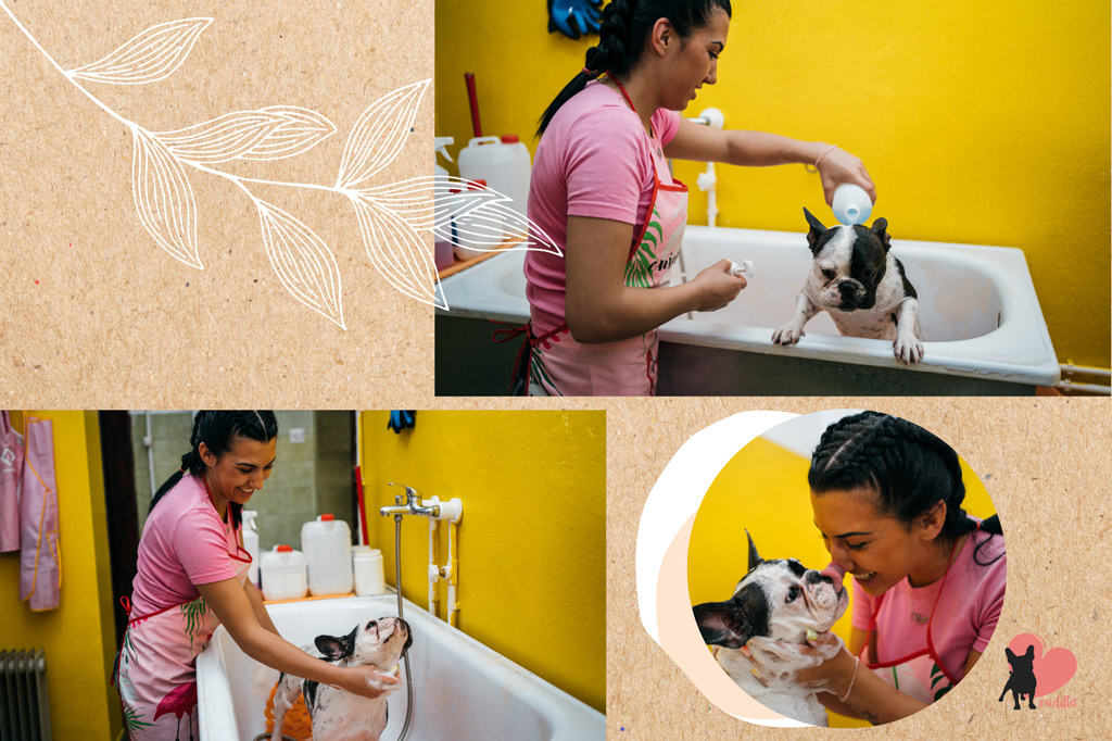 french-bulldog-shedding-reduction-bathing-routine