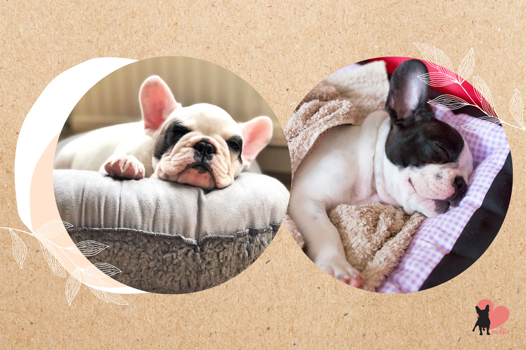 french-bulldog-shedding-reduction-calm-environment