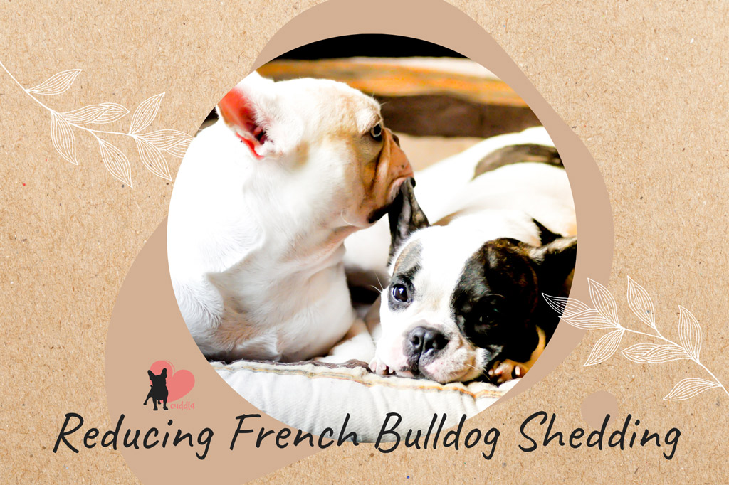 french-bulldog-shedding-reduction-tips