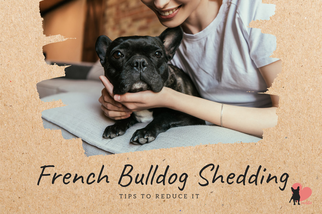 french-bulldog-shedding