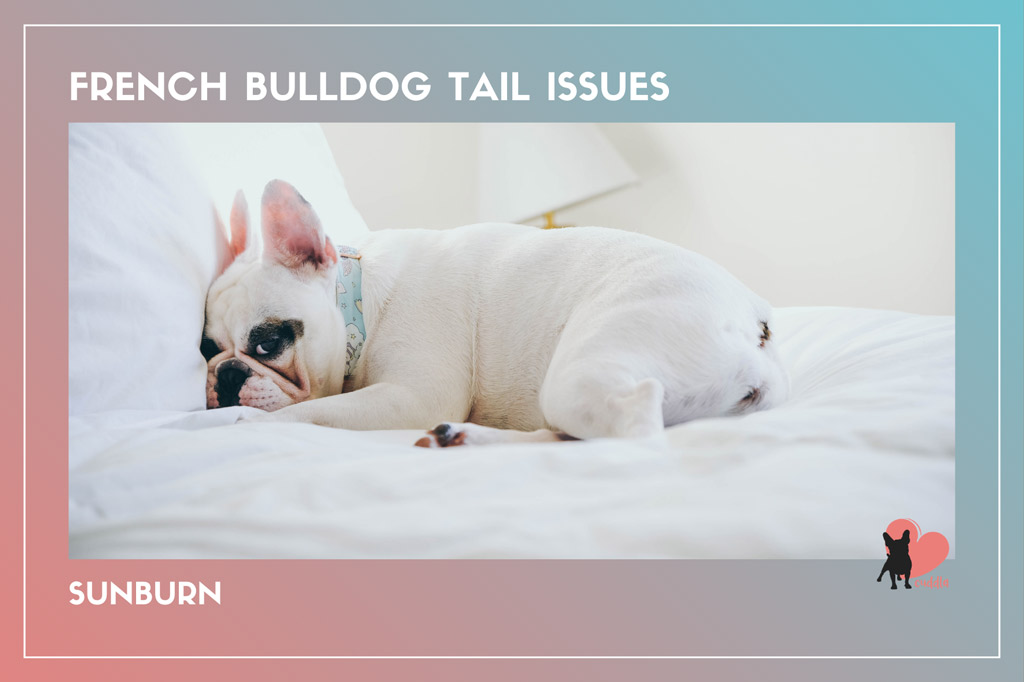 french-bulldog-tail-issues