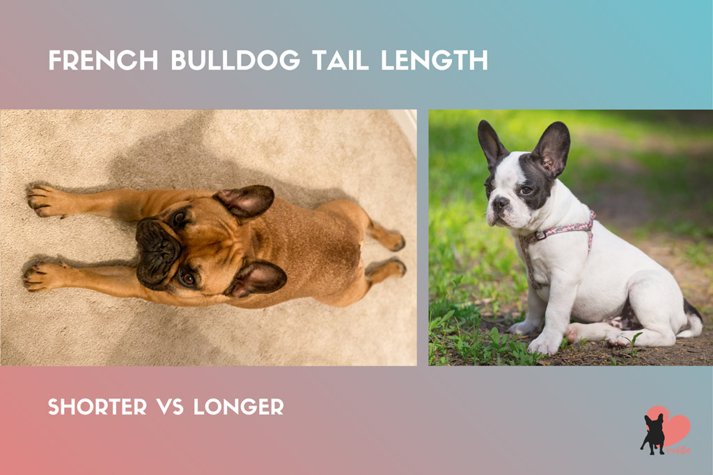 French Bulldogs Tail Types Pocket Problems And Docking